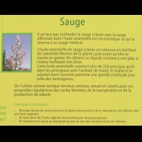 Sauge sclaree, huile essentielle (txt)
